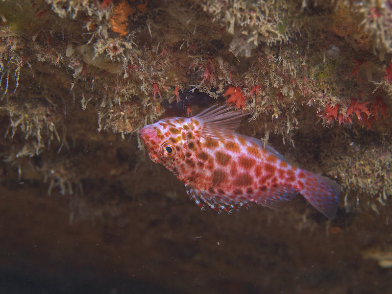 Hawkfish, Monkey Beach Wreck